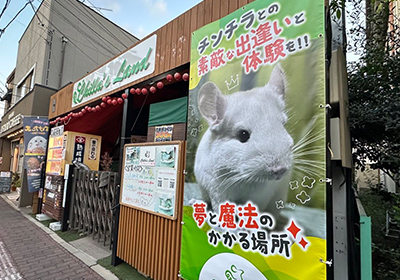 チンチラ画像
