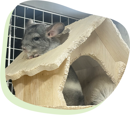 チンチラ写真
